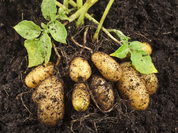 Kartoffeltag – Alles rundum die Kartoffeln im Nachbarschaftsgarten am Fr. 16.10.20, 15 – 18 Uhr