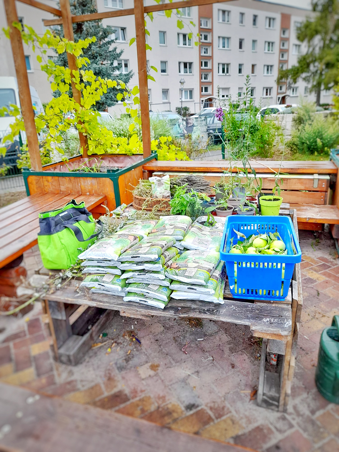 Garten-Kräuterwanderung mit Königkerzen-Blühten-Butter